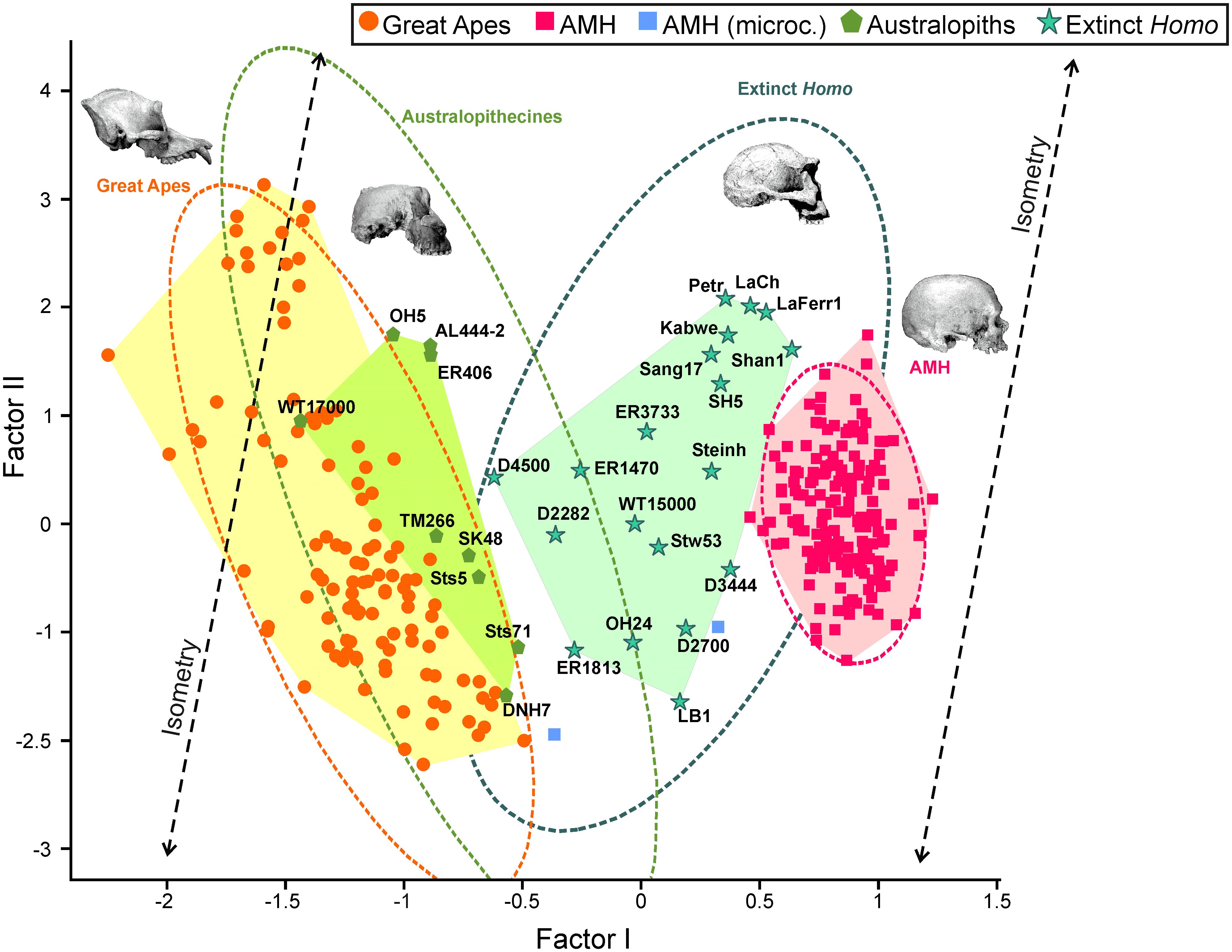 Fig 4.  Bivariate plot of the scores for the specimens analyzed on the first two factors.