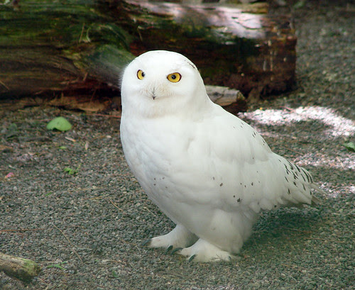 Snowy Owl