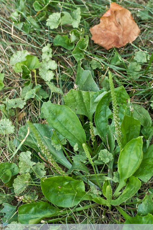 Making_plantain_salve 1