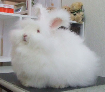 元のアンゴラ 動物 最高の動物画像