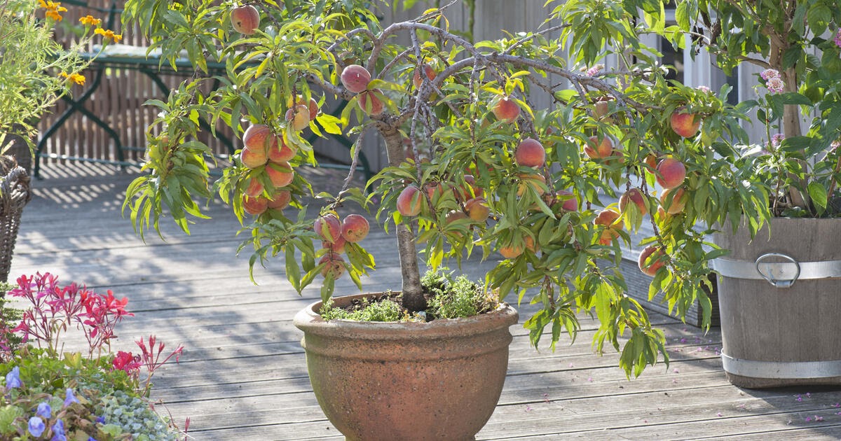 Tamona Die besten Zwergobstbäume für den Garten Mein