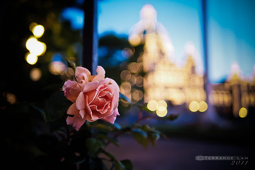 Evening Walk Through the Garden City