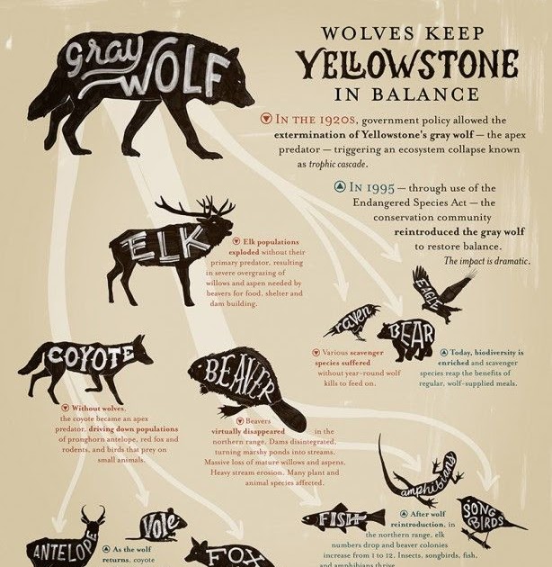 wolves-in-yellowstone-worksheet-free-download-qstion-co
