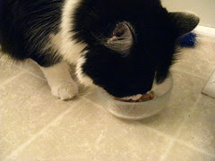 Josie eating her birthday stinky goodness