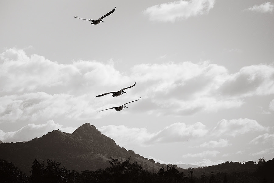 pelicans
