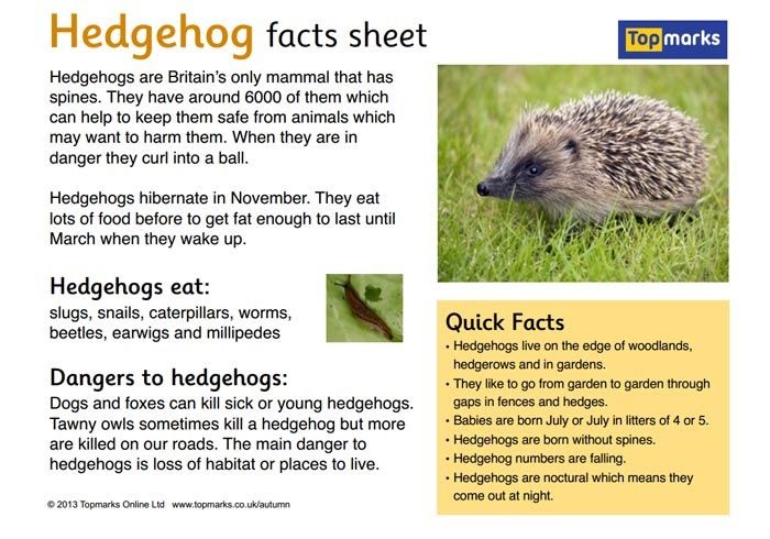 Animal Fact Sheets For Kids Printable - Tedy Printable Activities