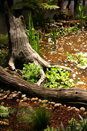 swamp