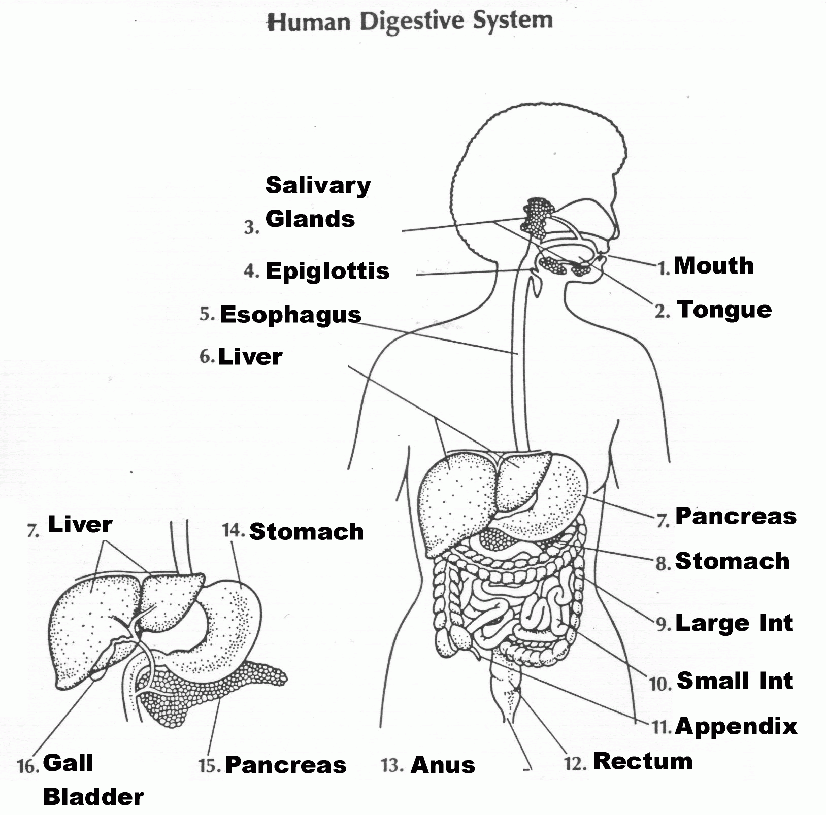 22 Label Of The Digestive System - Labels For You Throughout Digestive System Worksheet Answer Key