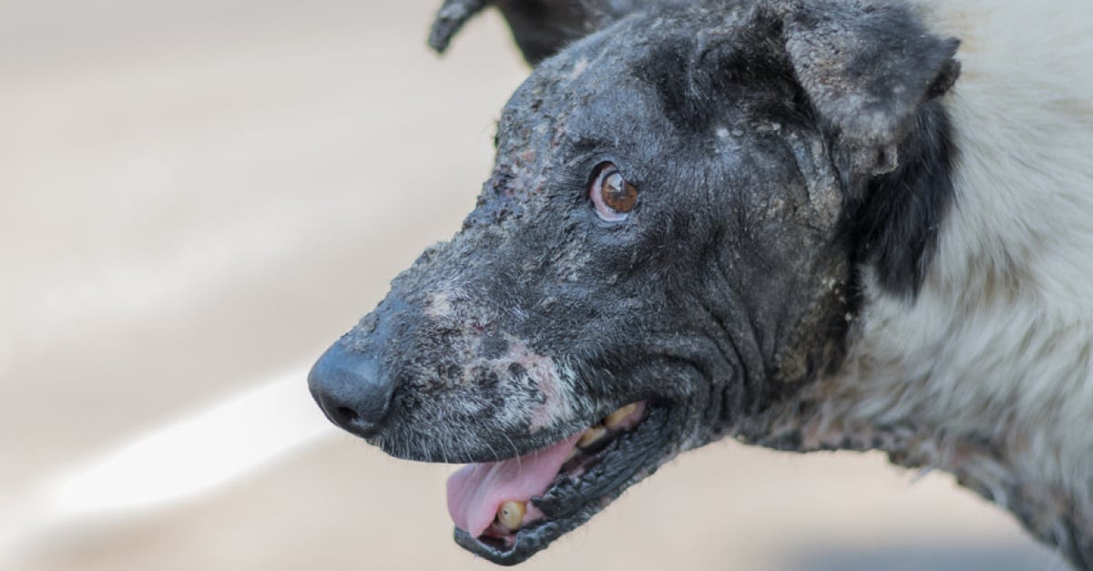 Mon Chien A Des Croutes Noires Chien Nouvelles