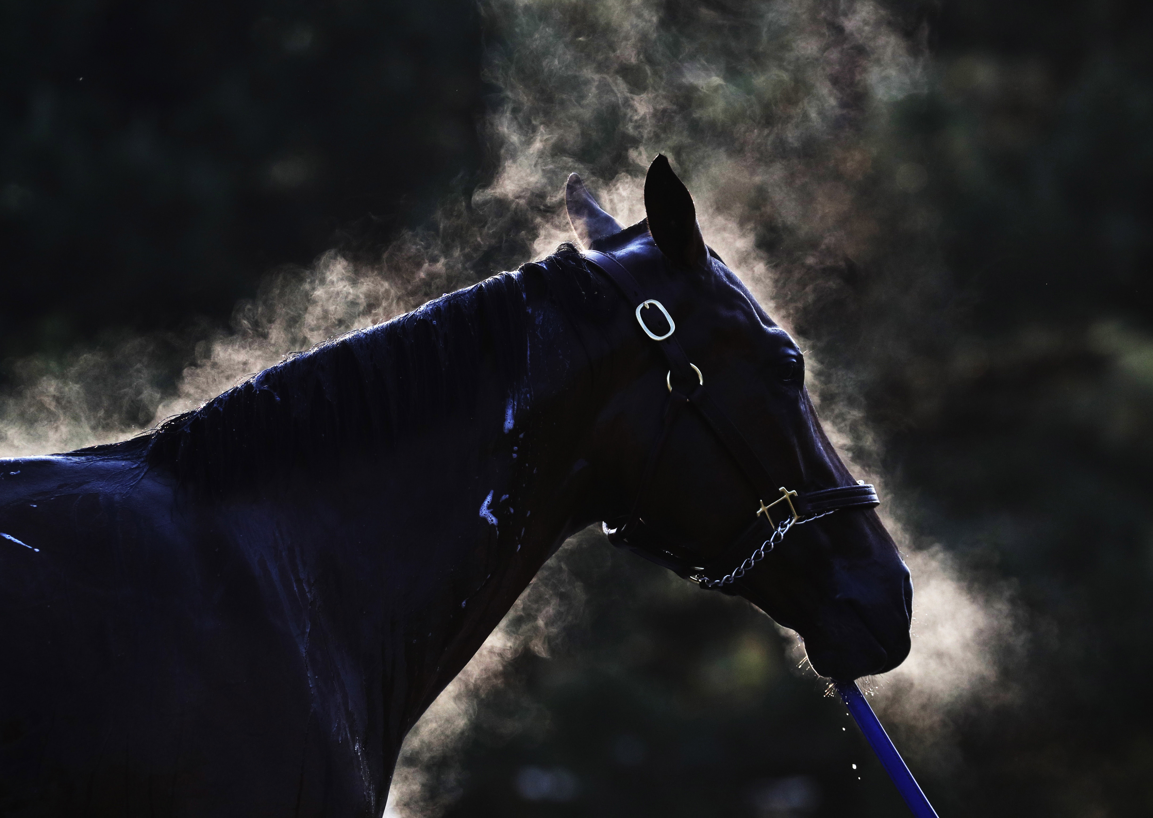 A horse gets a bath after a morning workout at Churchill Downs Friday, May 6, 2016, in Louisville, Ky. The 142nd running of the Kentucky Derby is scheduled for Saturday, May 7. (AP Photo/Charlie Riedel)