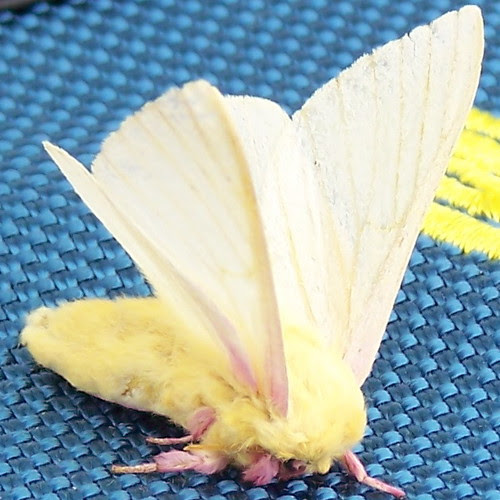 Rosy Maple Moth - 18