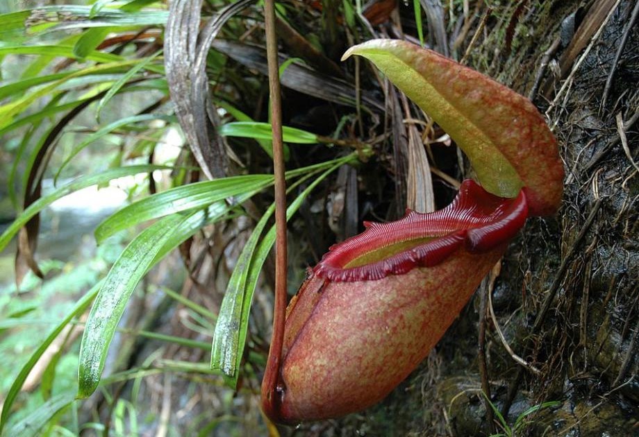 Teach Besides Me Rat Eating Pitcher Plant