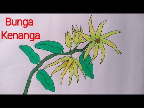 Menakjubkan 20 Gambar Sketsa Bunga Kenanga - Gambar Bunga HD