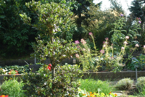 Herbfarm garden