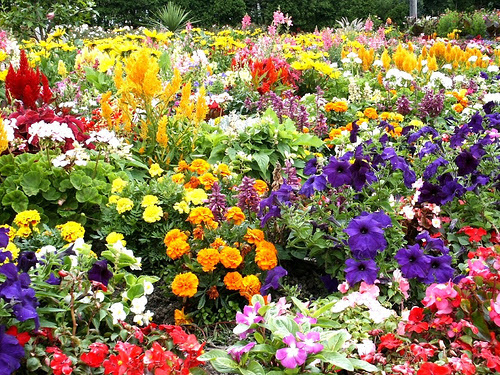Image result for flowers garden