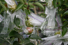 bagged pears 012