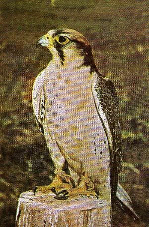 Pg6-1, LANNER FALCON