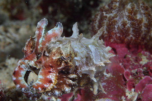 Flamboyant Cuttlefish IV