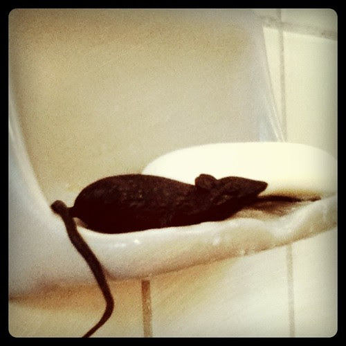 Rat #3