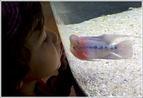 Kissing fish at Phuket Aquarium