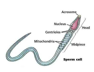 04b_sperm_cell