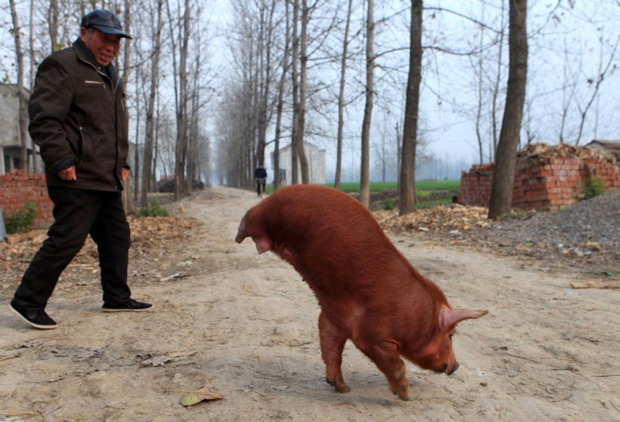 O porco aprendeu a andar com apenas duas pernas na China / AFP