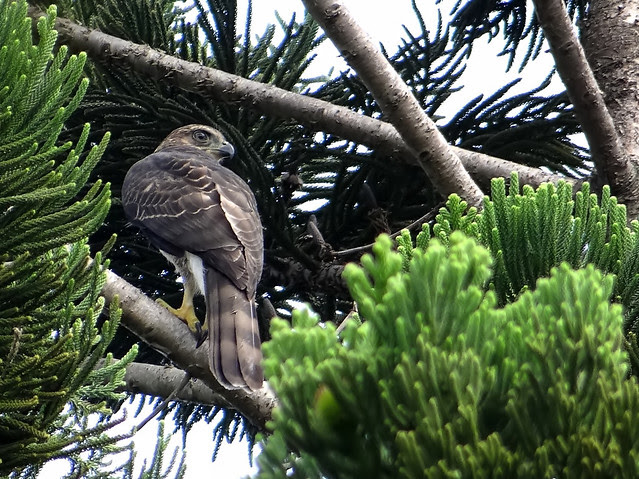 鳳頭蒼鷹/無限台南
