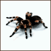photo 3b90e43348096bbd01525c11a17e13ca_zps4ac5szjh.gif