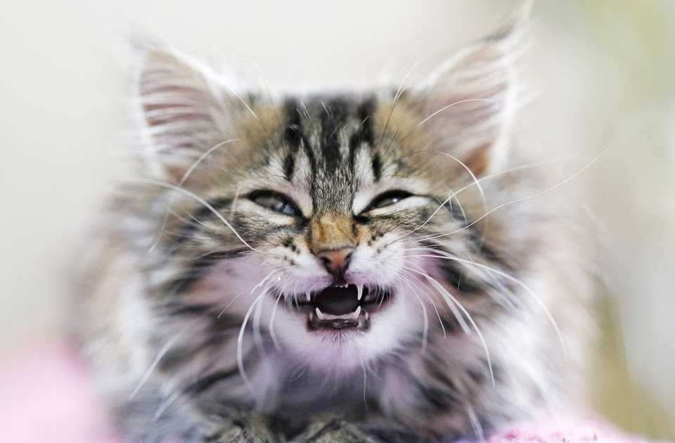41 Cat Baby Teeth Falling Out Gallery