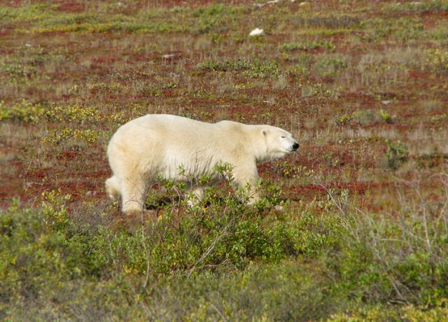 Polar bear Polar bear