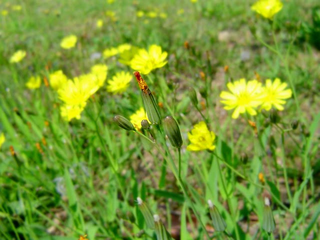 小花/無限台南