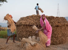 People work on a rice field in Bihar
