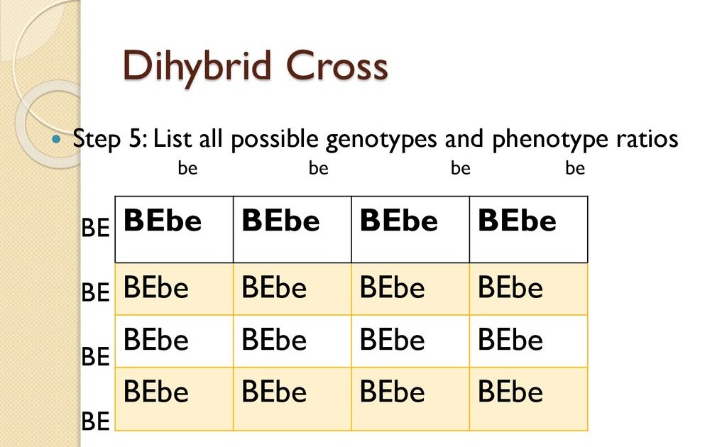 chapter-10-dihybrid-cross-worksheet-worksheet-multiple-allele-crosses-unit-3-genetics-answer