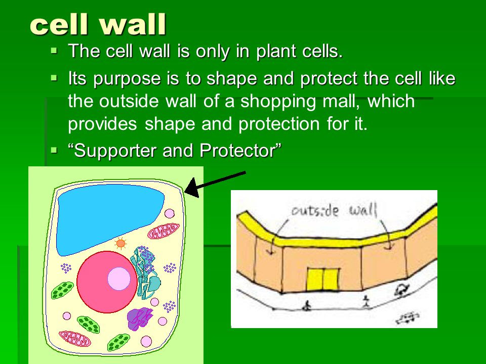 What job does the cell wall do job retro