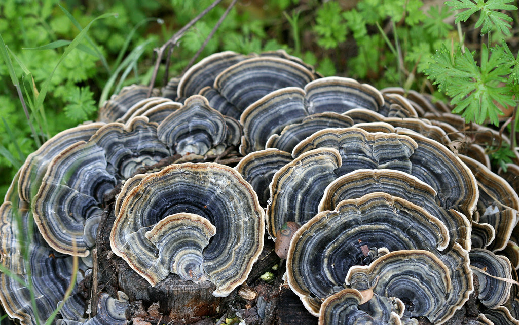 turkey_tails