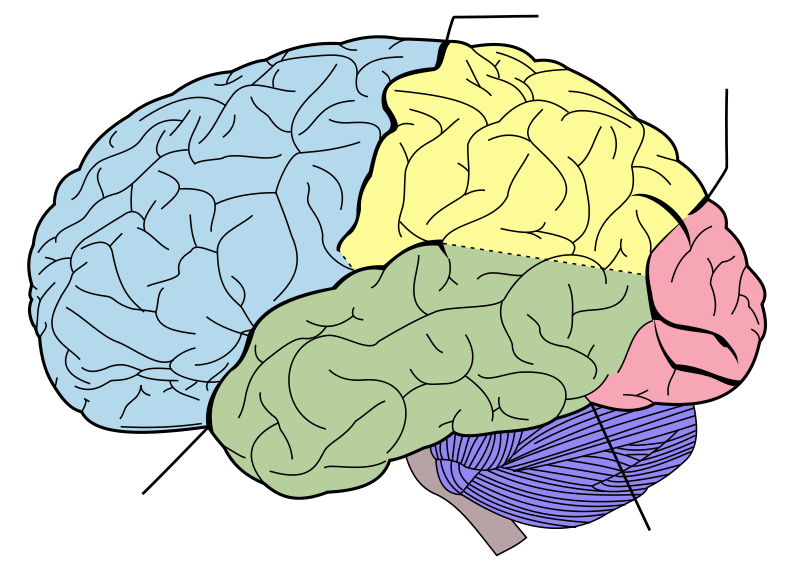Brain Diagram For Labeling Human Anatomy
