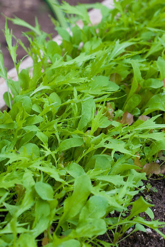 Garden Project: mesclun