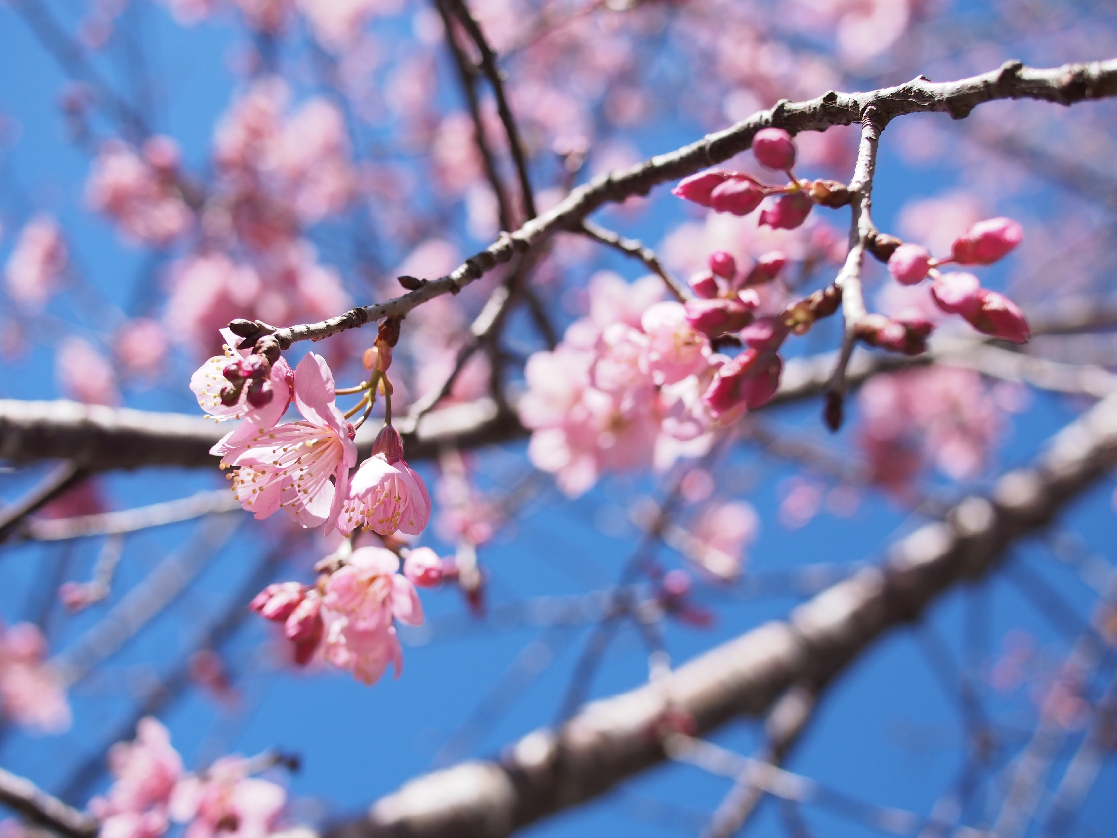 Top 100 Cherry Blossom Tree 4k Wallpaper Wallpaper Quotes