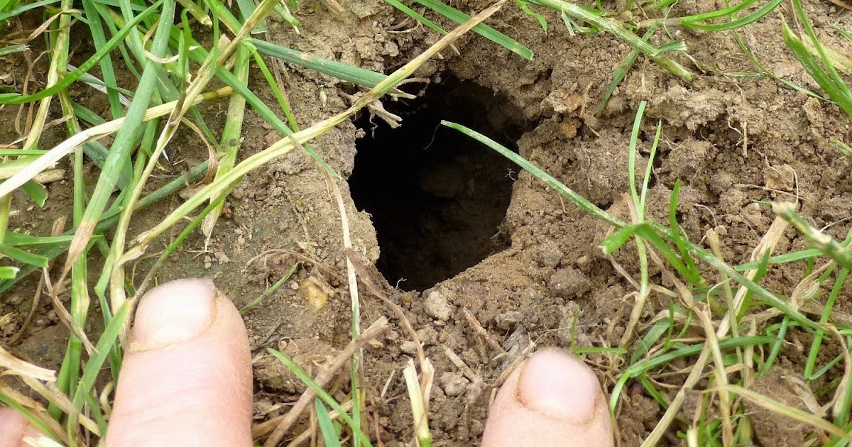 Erdhaufen Im Garten Gartengestaltung Idee