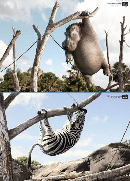 Animals