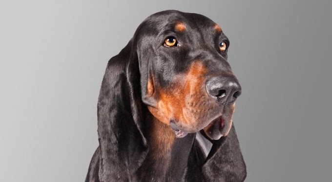 Black and Tan Coonhound, un perro con un excelente olfato