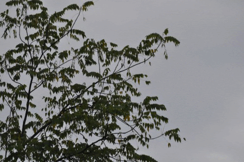 walnut last on Make A Gif
