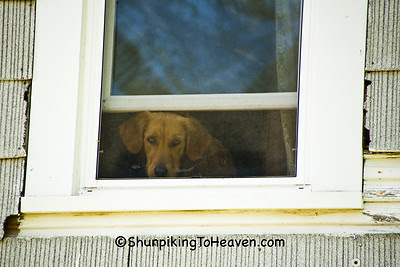 Dog in Upstairs Window at the Moonshine Store, Clark County, Illinois