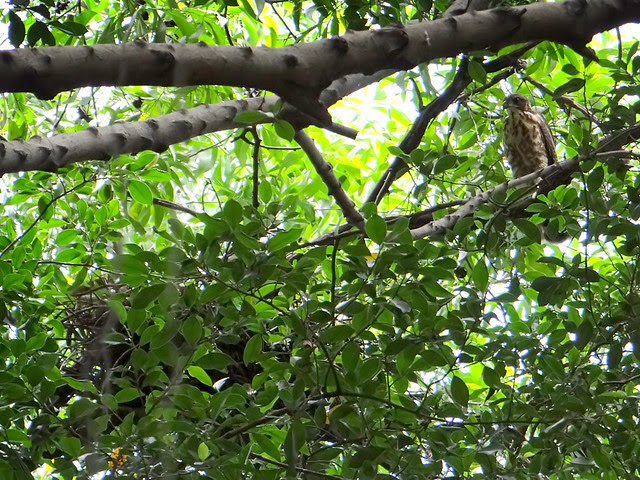 鳳頭蒼鷹/無限台南
