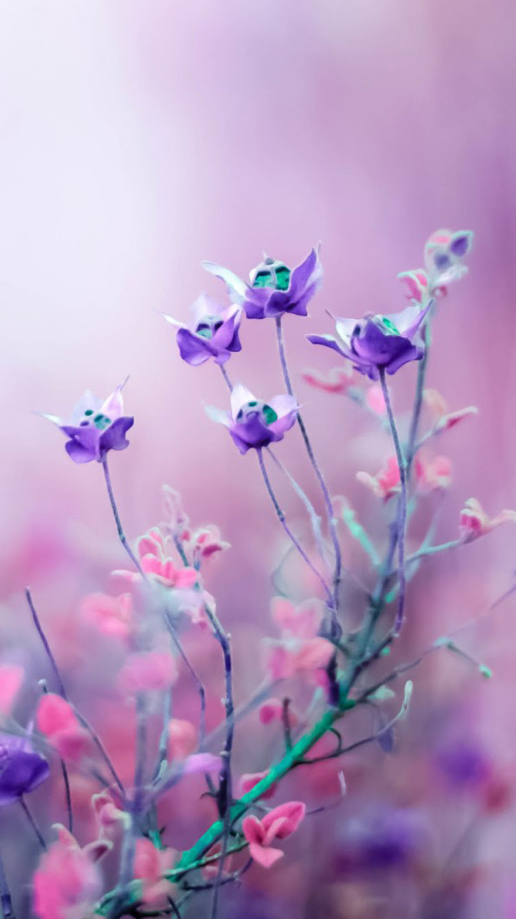 すべての花の画像 最新シンプル 花 壁紙 Iphone