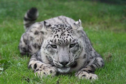 Snow Leopard