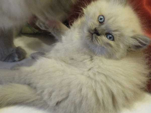 gatto himalayano5