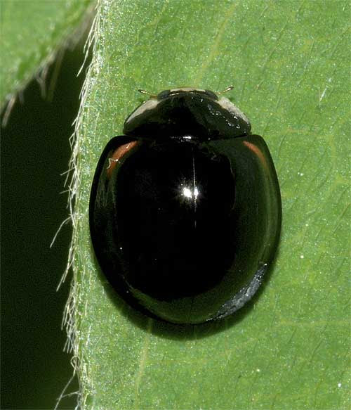 家 てんとう 虫 黒 Hōmuaidea