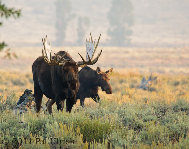 The moose pair emerges - Pat Ulrich Wildlife Photography