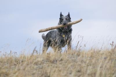 Is Pine Bark Mulch Dangerous For Dogs